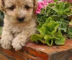 Labradoodle prelepi štenci