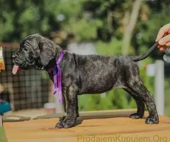 Cane Corso štenci