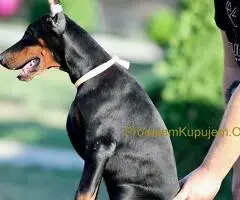 Doberman štenci