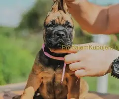 Cane Corso štenci