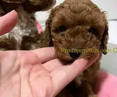 Mini poodle