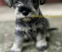 Patuljasti Šnaucer Miniature Schnauzer