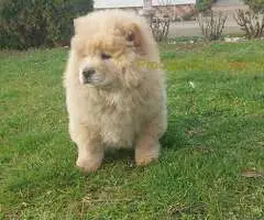 Cau cau Chow chow stenad