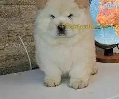 chow chow