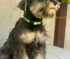 Patuljasti Šnaucer Minitaure Schnauzer