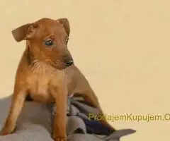 Doberman i Patuljasti pinc