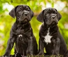 Rotvajler i Cane Corso