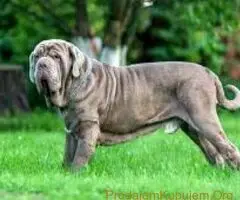 Bobtejl i Napuljski mastiff