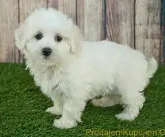 Maltipoo i Toy pudle