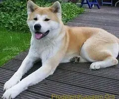 Akita inu i Shiba Inu