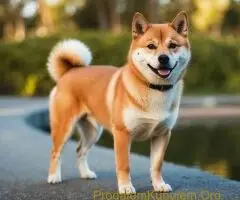 Akita inu i Shiba Inu