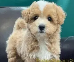 Maltipoo i Toy pudle