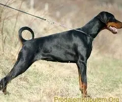 Doberman i Patuljasti pinc