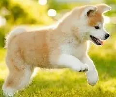 Akita inu i Shiba Inu