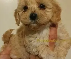 MALTIPOO   stenad