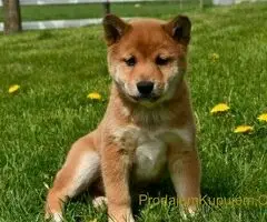 Akita inu i Shiba Inu