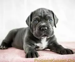 Rotvajler i Cane Corso