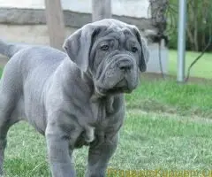 Bobtejl i Napuljski mastiff