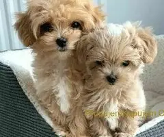 Maltipoo i Toy pudle