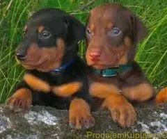 Doberman i Patuljasti pinc