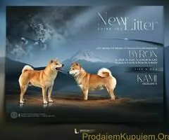 Shiba inu kućići na prodaju