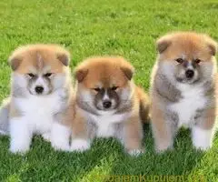 Akita inu i Shiba Inu