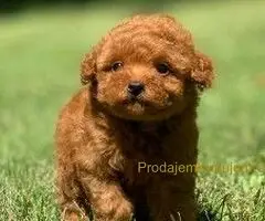 Maltipoo i Toy pudle